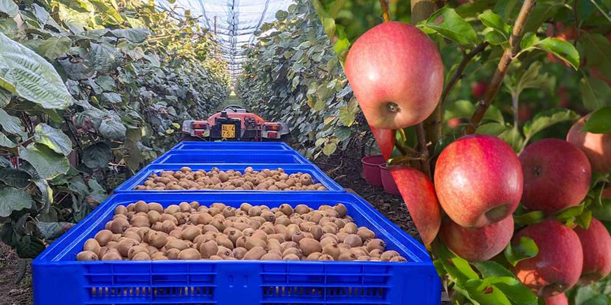 Mele e kiwi: in Trentino Apofruit ha già concluso le liquidazioni  